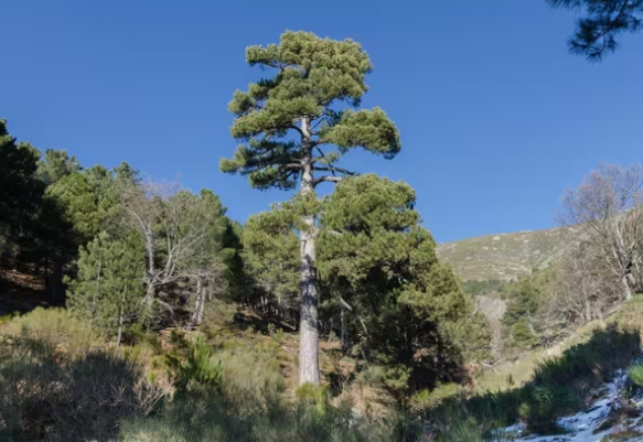 Ruta Pino Aprisquillo (Sendero Interior)